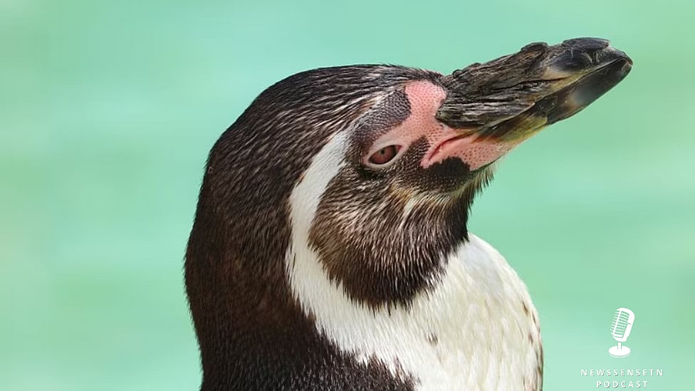 இந்த விலங்குகள் கண் திறந்துகொண்டு தூங்குமா? | Podcast