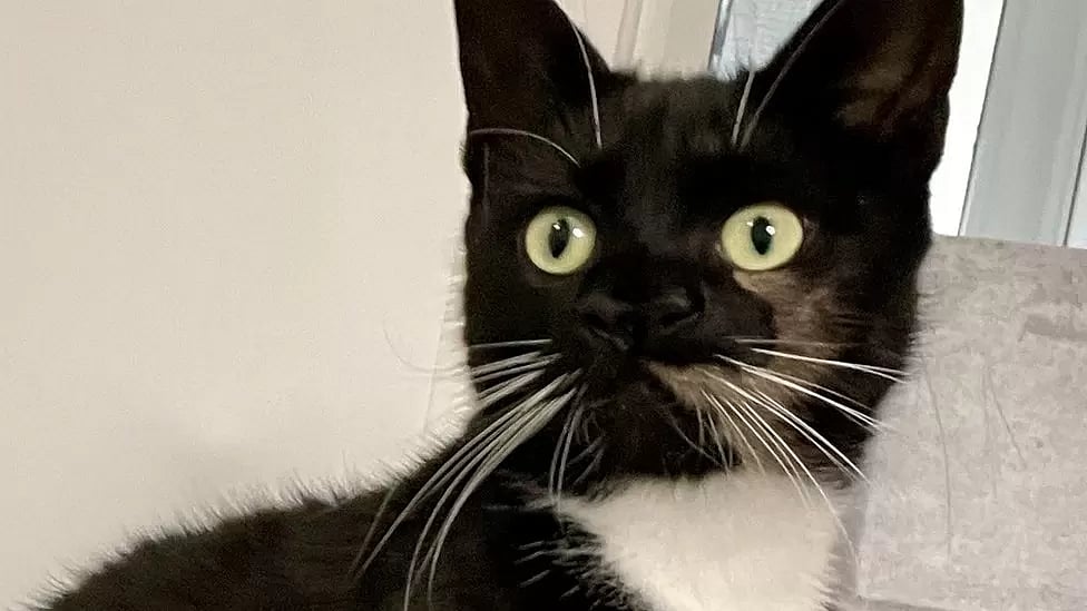 இரண்டு மூக்கு கொண்ட பூனை : இது எவ்வளவு அரிதானது?