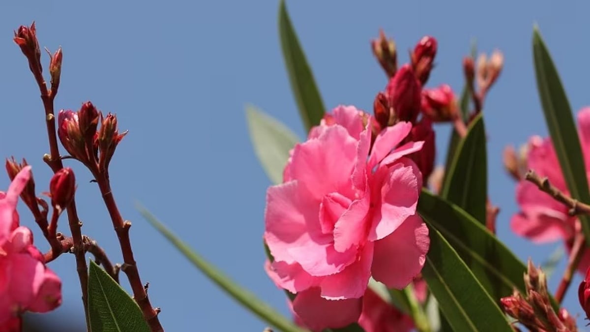 நெடுஞ்சாலைகளில் அதிகம் வளர்க்கப்படும் செவ்வரளி - பின்னால் இருக்கும் அறிவியல் காரணம் என்ன? 