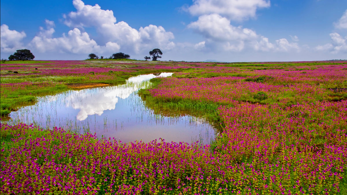Kaas Plateau: மகாராஷ்டிராவின் இந்த 'பூக்களின் பள்ளத்தாக்கு' பற்றி தெரியுமா?
