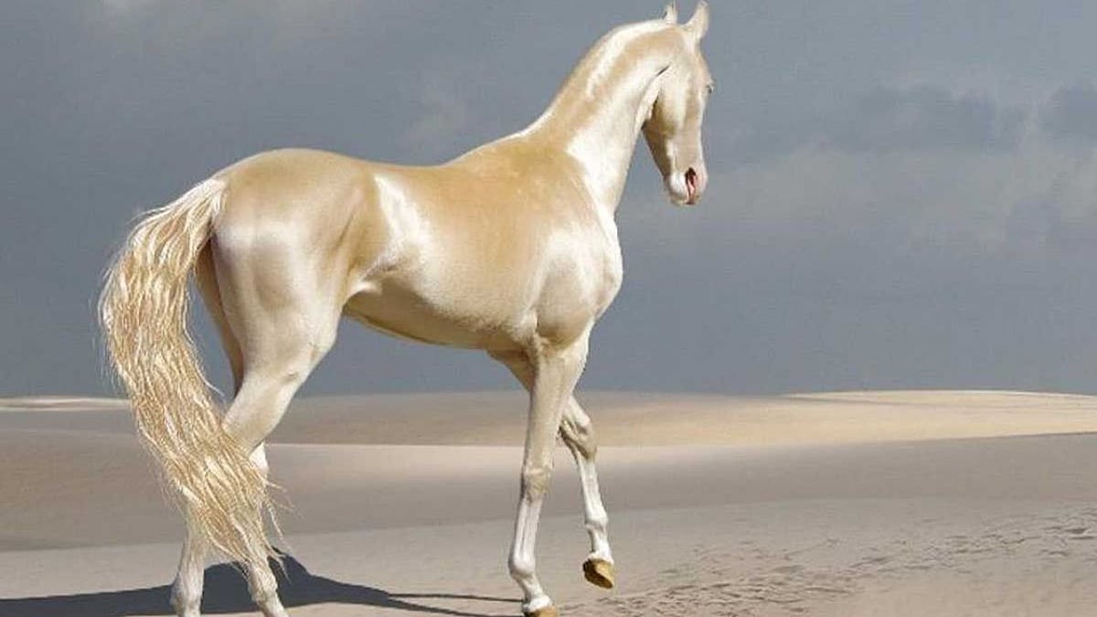 உலகிலேயே அழகான குதிரை இனம் எது தெரியுமா? எங்கே இருக்கிறது?