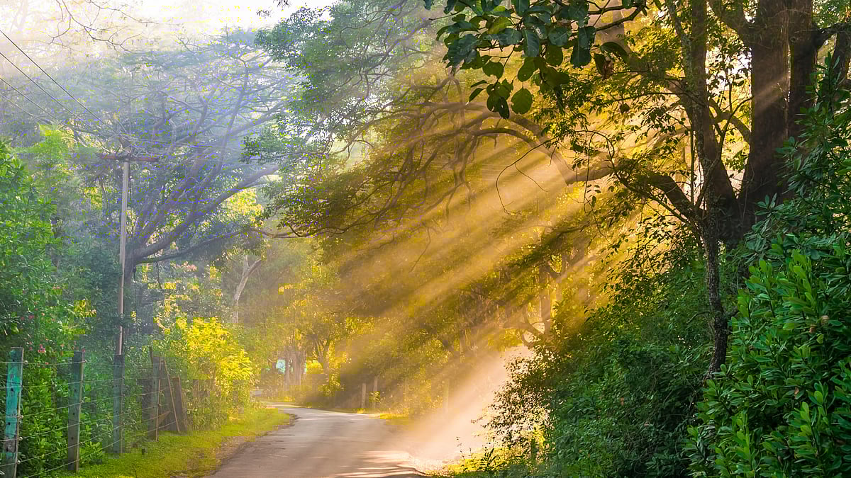 நீலகிரி: அடுக்கடுக்கான மலைகள், அடர்ந்த காடு - தமிழகத்தில் இப்படி ஒரு வனப்பகுதியா?