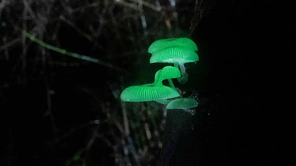 Kanyakumari: ஒளிரும் காளான்கள் கண்டுபிடிப்பு - இரண்டாம் உலகப்போரில் இவை பயன்பட்டது எப்படி?