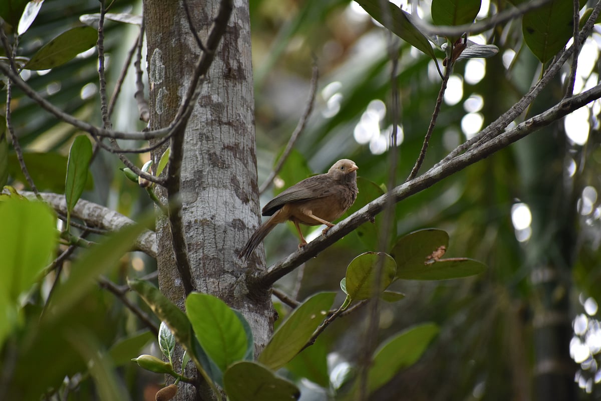 Common Babbler bird resting on a tree branch