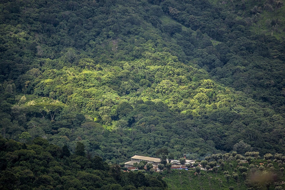 Walking The Longwood Shola Forest In The Nilgiris