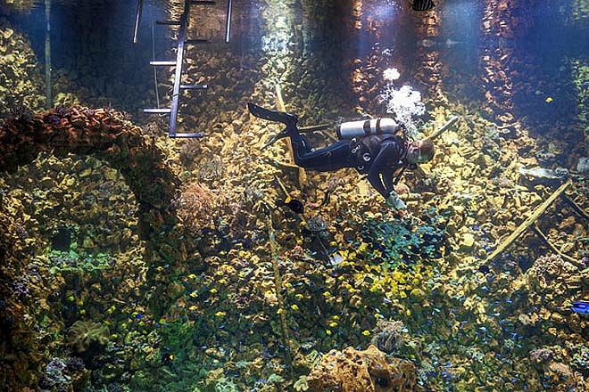 New reef aquarium in Belgium