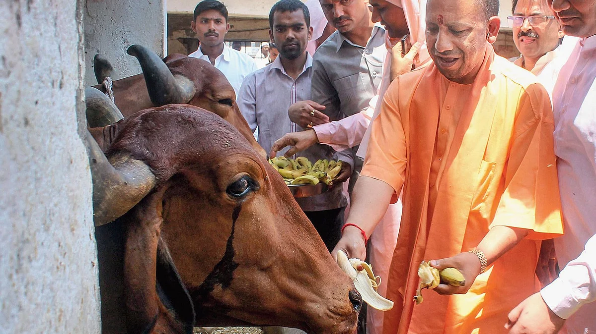 করোনা আবহে গোরুদের সুরক্ষায় প্রতি জেলায় ‘হেল্প ডেস্ক’ যোগী প্রশাসনের
