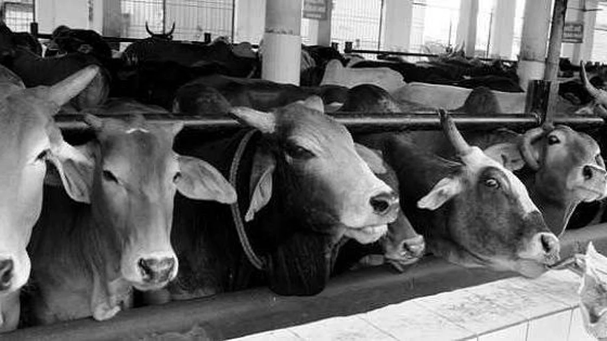 Assam: গো-রক্ষার প্রস্তাবিত বিলে অনুমোদন মন্ত্রিসভার