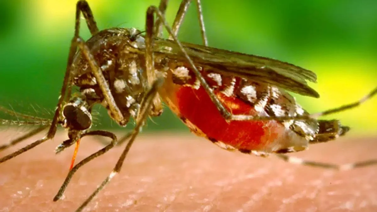 Zika Virus: আক্রান্ত বেড়ে ১৪, কেরলে ক্রমশ উদ্বেগ বাড়াচ্ছে জিকা ভাইরাস