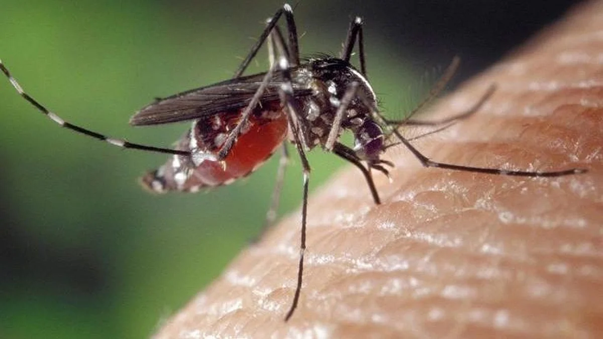 Zika Virus: করোনার মাঝেই উদ্বেগ বাড়ালো জিকা ভাইরাস, কেরলে আক্রান্ত ১, সন্দেহজনক আরো ১৩