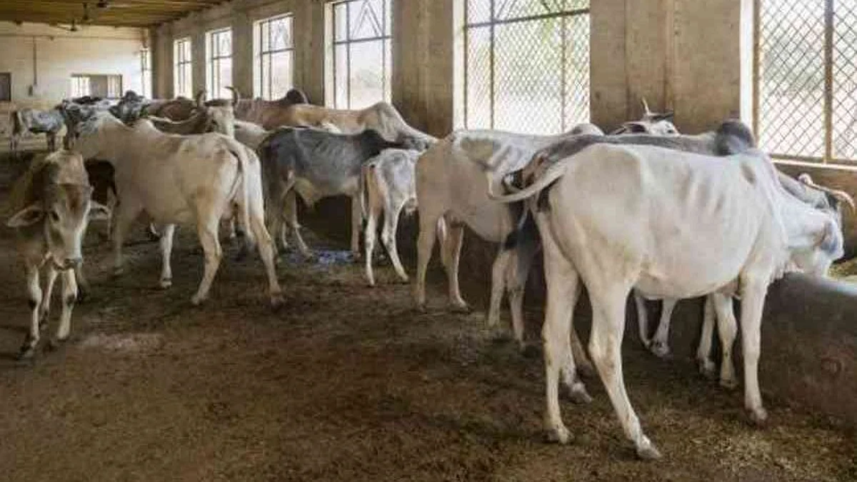 Uttar Pradesh: কানহা গৌশালায় গোরুদের লাউডস্পীকারে ভজন শোনানোর ব্যবস্থা