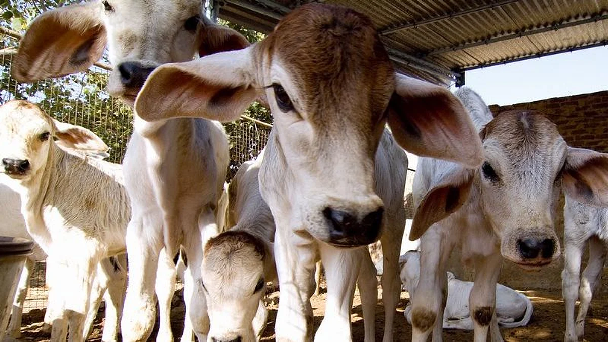 Uttar Pradesh: রাজ্যের ৮ জেলায় রোগাক্রান্ত গোরুদের জন্য শুরু হচ্ছে অ্যাম্বুলেন্স পরিষেবা