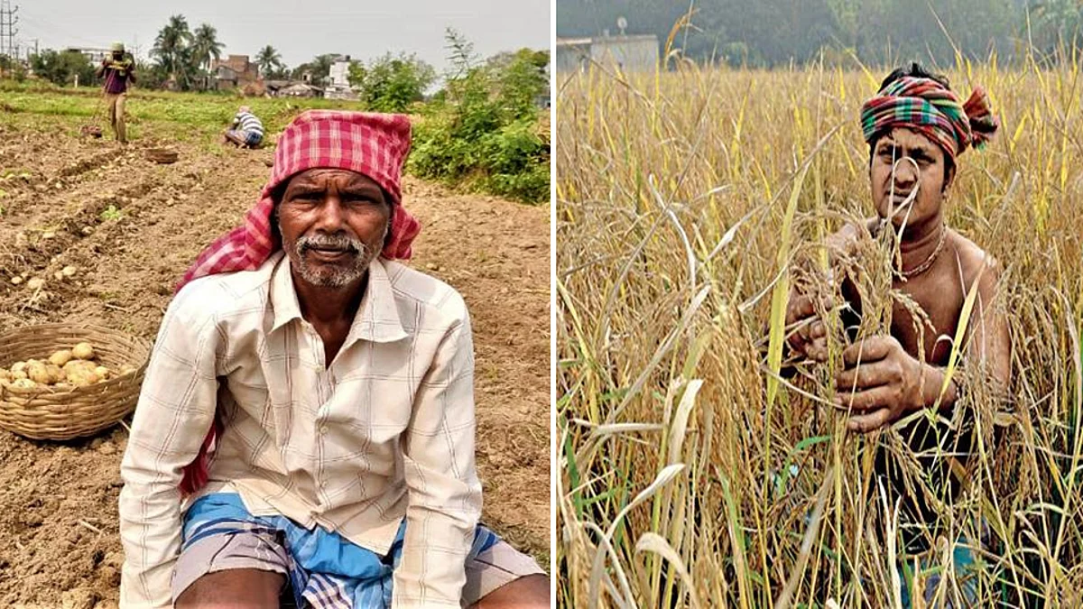 WB: শীতকালীন বৃষ্টির জেরে আলু ও ধানের ব্যাপক ক্ষতি, মিলছে না বিমার টাকা, অভিযোগ কৃষক সভার