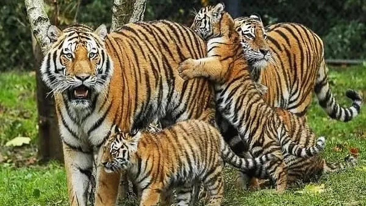 Tiger Death: চলতি বছর রেকর্ড সংখ্যক বাঘের মৃত্যু হয়েছে দেশে, শীর্ষে 'টাইগার স্টেট'
