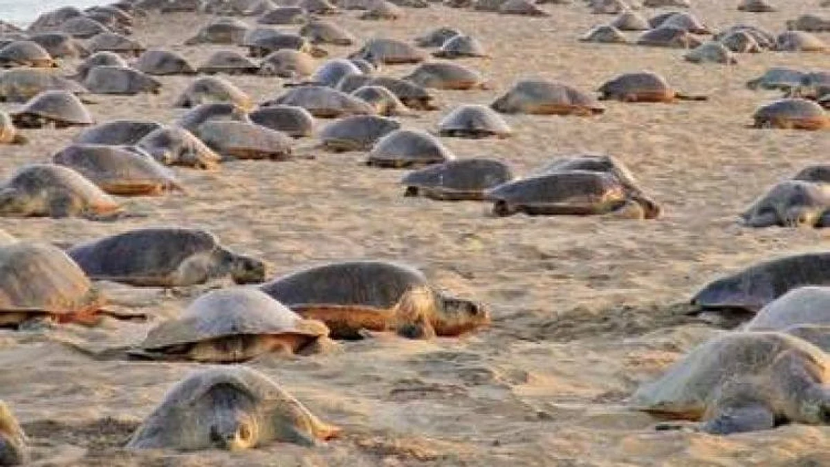 Olive Ridley: তামিলনাড়ুতে গত বছরের তুলনায় বিপন্ন অলিভ রিডলির ৫ গুণ বেশি মৃত্যু, উদ্বিগ্ন পরিবেশবিদরা