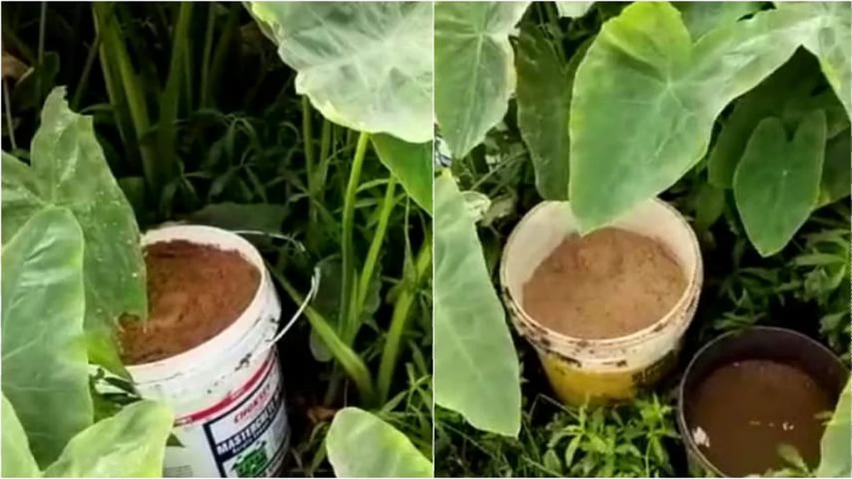 মুখ্যমন্ত্রীর নির্দেশের পরেই রাতারাতি বীরভূম, পশ্চিম মেদিনীপুর থেকে কয়েকশো তাজা বোমা উদ্ধার