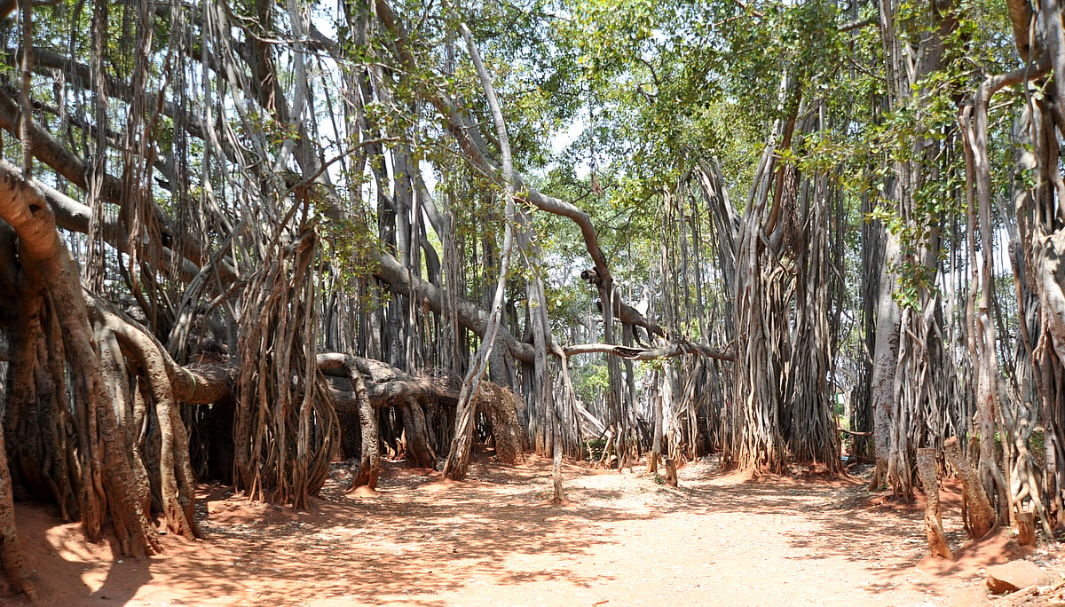 ಬೆಂಗಳೂರು: ‘ದೊಡ್ಡ ಆಲದ ಮರ ಉಳಿಸಿ’ ಮ್ಯಾರಥಾನ್‌ ಜೂನ್‌ 16ಕ್ಕೆ