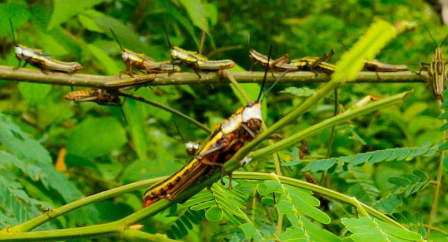 16 ಕೀಟಗಳ ಸೇವನೆಗೆ ಸಿಂಗಪುರ ಸರ್ಕಾರ ಅನುಮತಿ