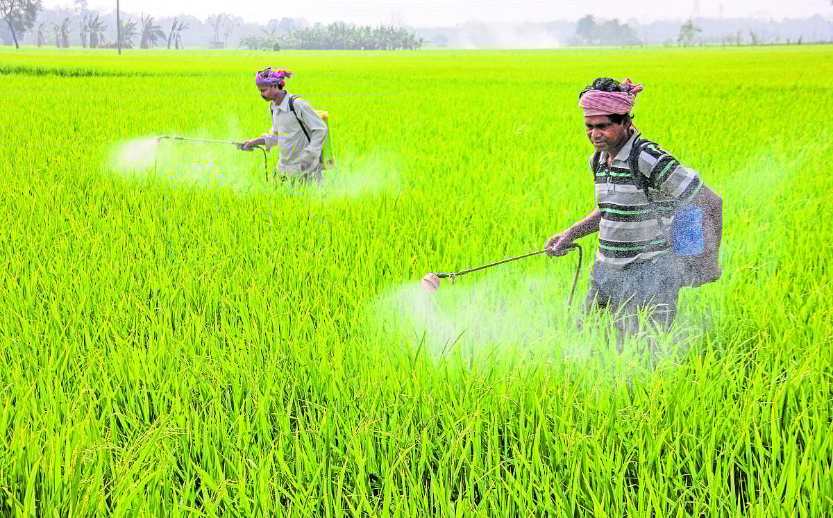 ಆಳ-ಅಗಲ | ಡಬ್ಲ್ಯುಎಚ್‌ಒ ಕಳವಳ - ಆಹಾರದಲ್ಲಿ ಕೀಟನಾಶಕ