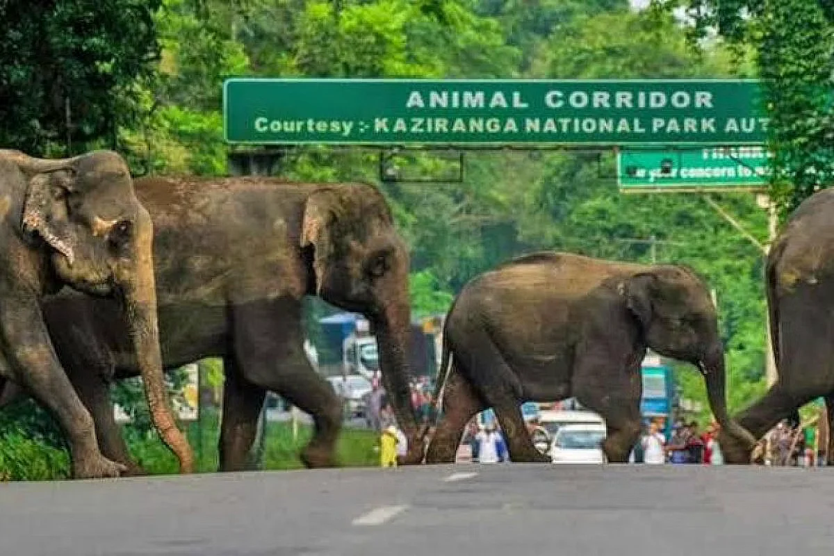 Assam: Eco-Sensitive Zone Declared in Kaziranga