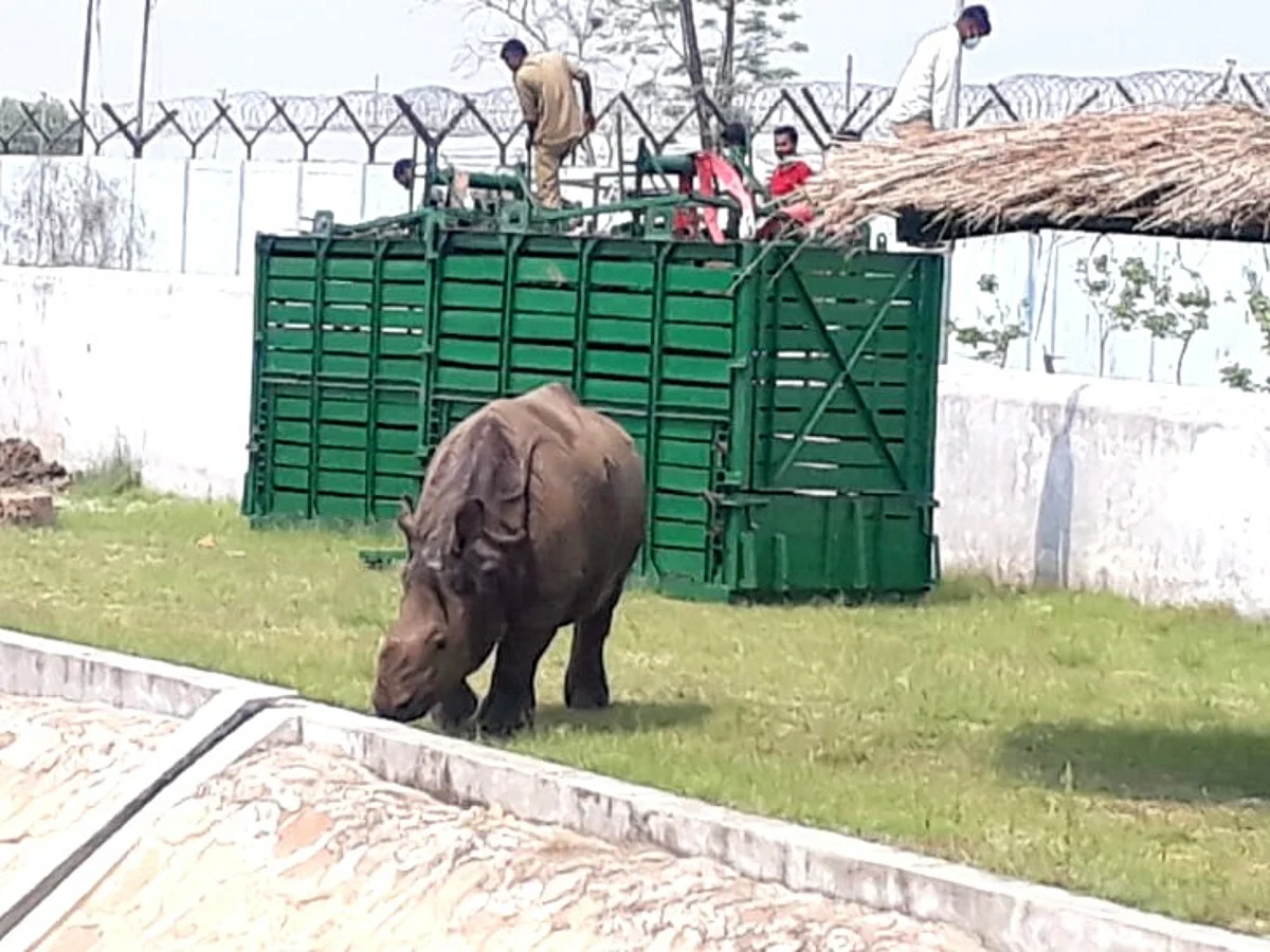 Two Rhinos from Assam Gifted to Gorakhpur Zoo