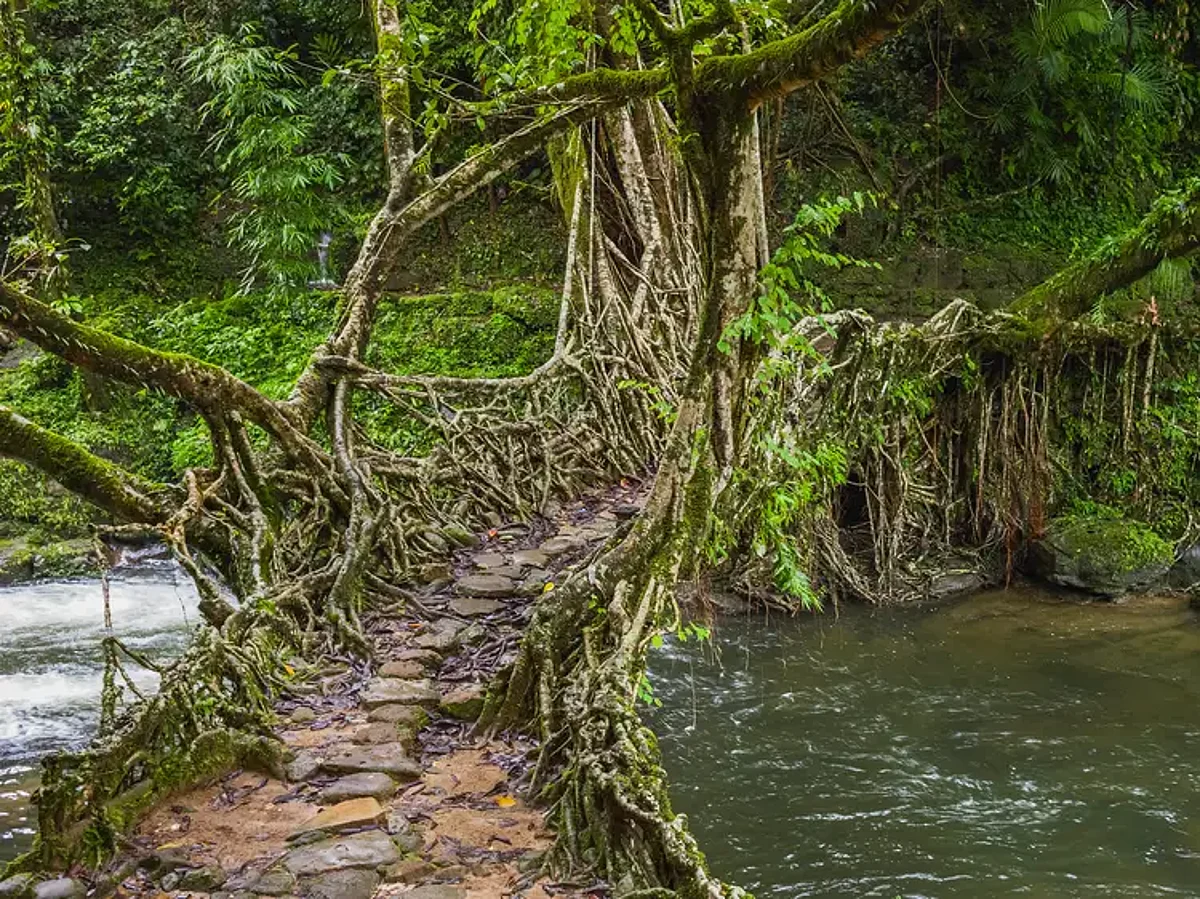 Living Root Bridges in Meghalaya