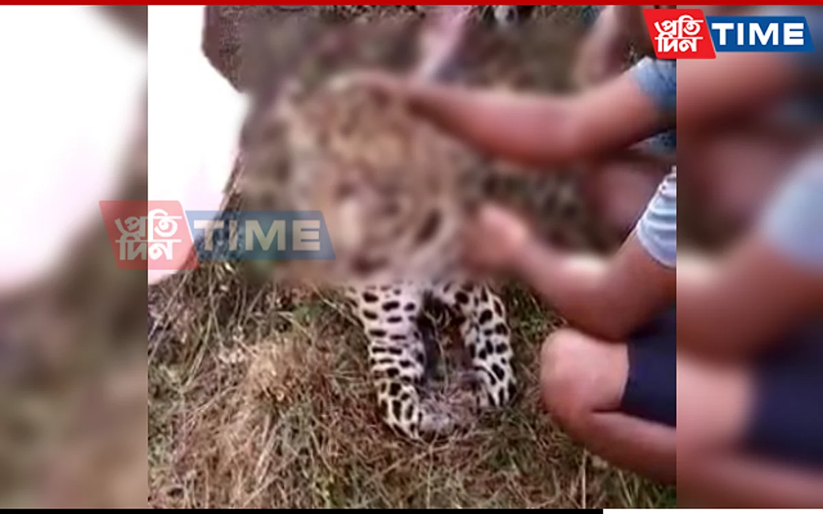 Speeding Car Runs Over Adult Leopard In Dibrugarh