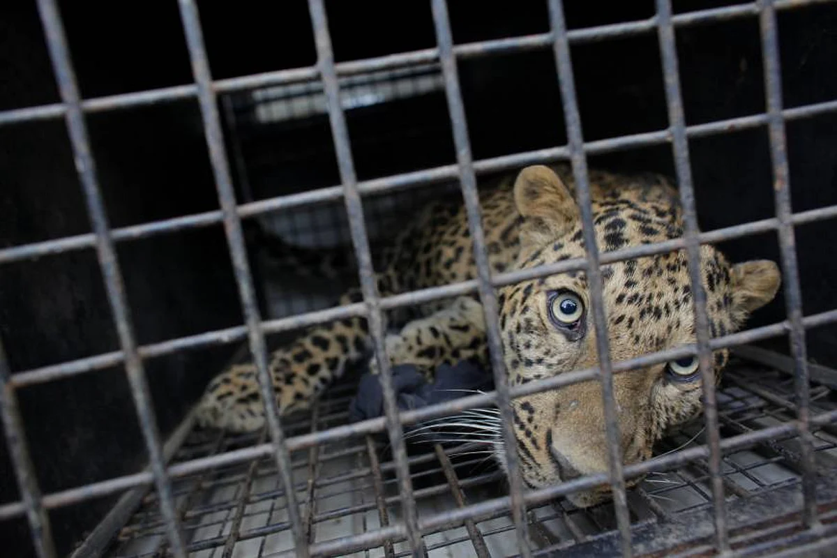 Leopard Caged In Assam's Golaghat