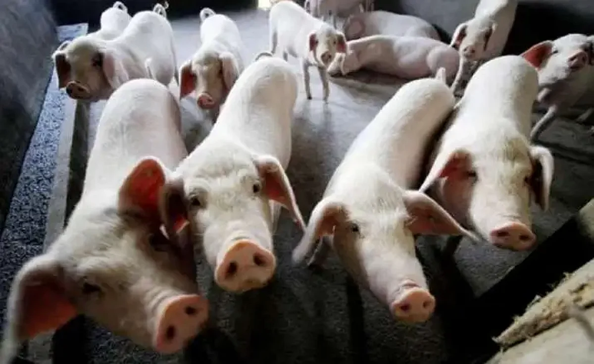 Tripura: Pigs Bludgeoned To Death As African Swine Fever Spreads