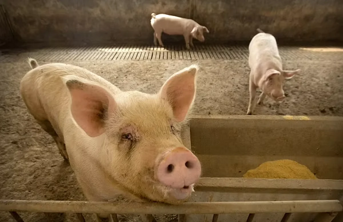Sikkim Bans Sale Of Pigs Amid African Swine Fever Outbreak