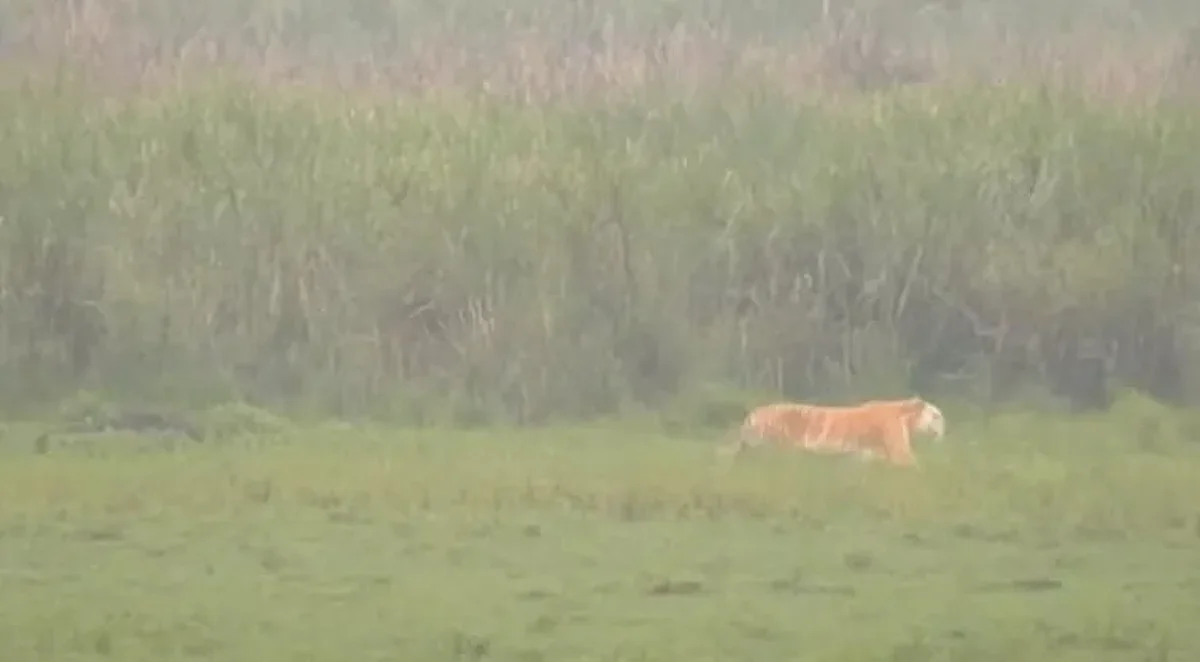 Golden tiger spotted at Kaziranga national park