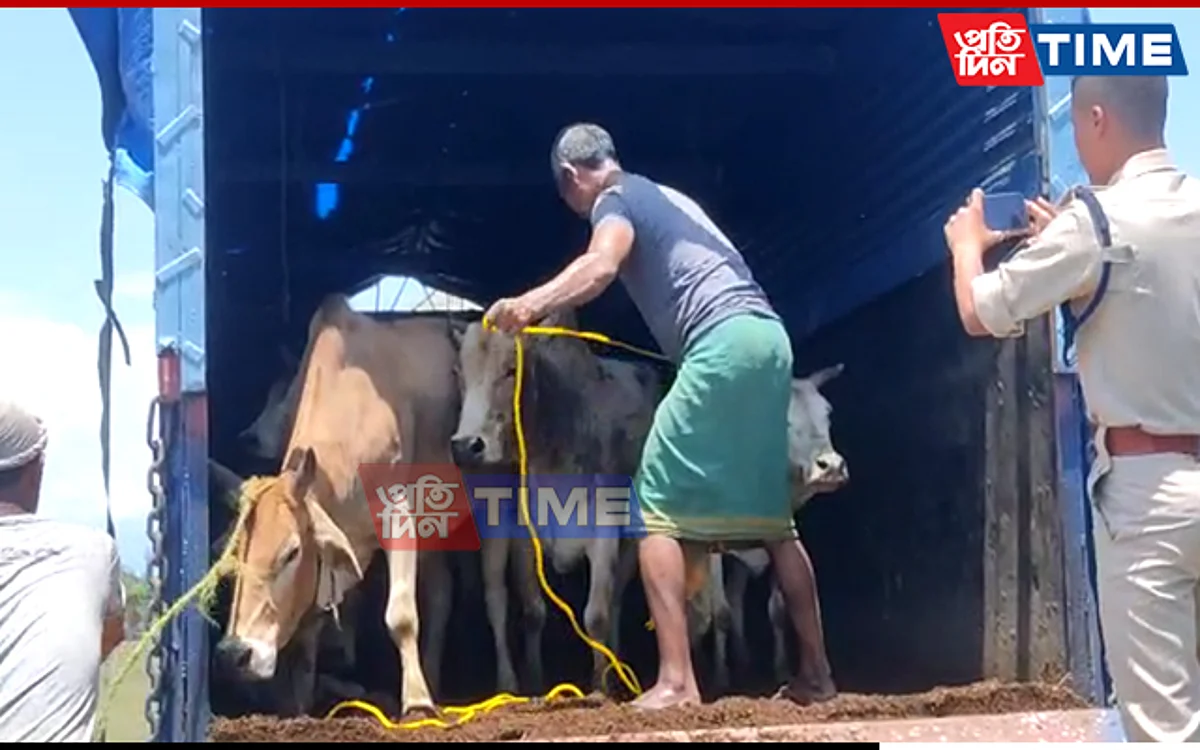 Truck full of 26 smuggled cows seized in Assam's Sonitpur district