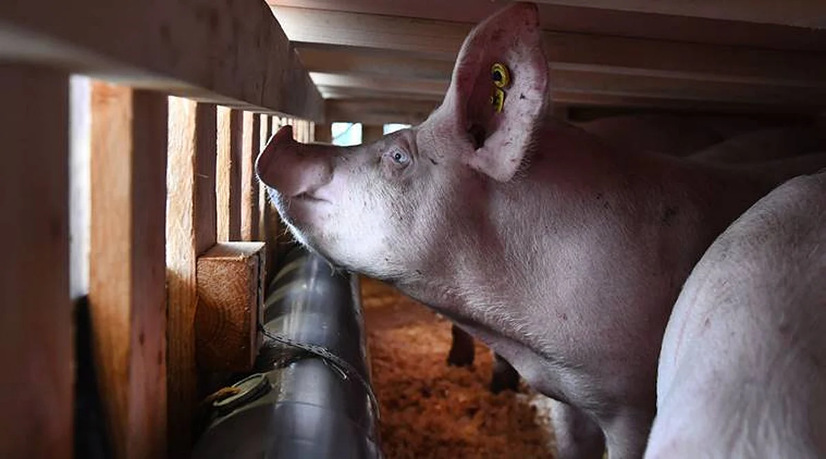 MP: 700 Pigs Culled Amid African Swine Flu Scare | Representative Image