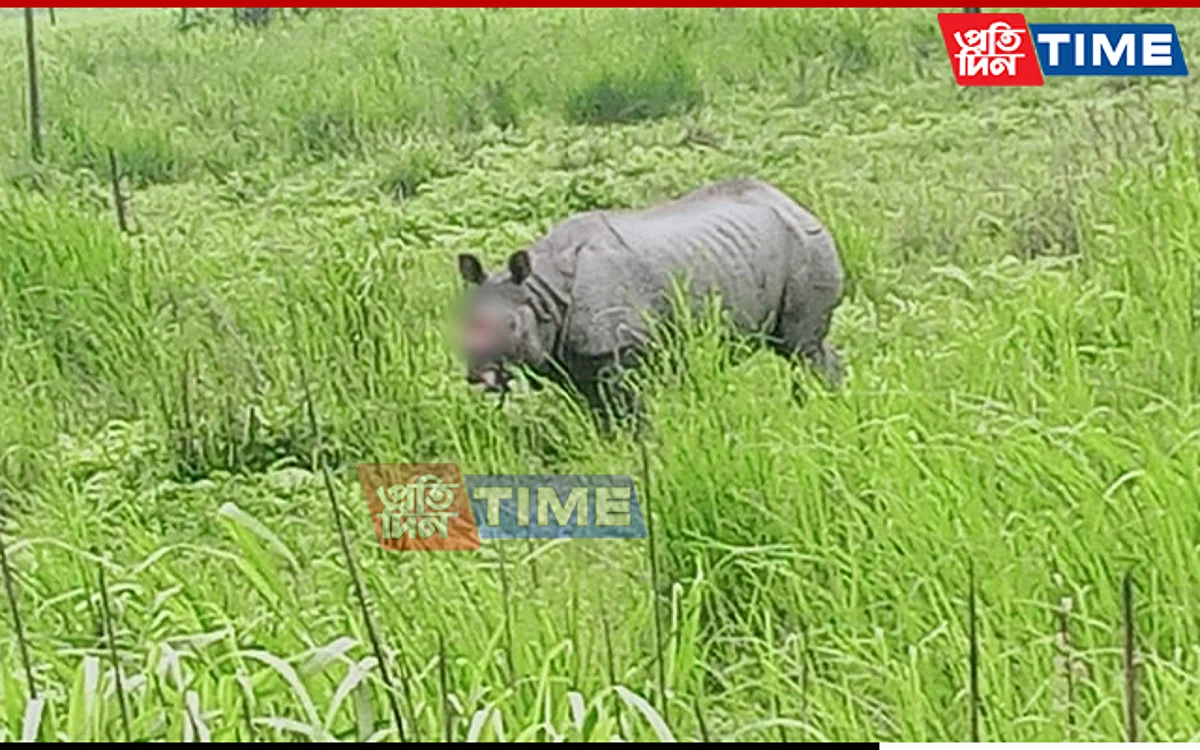 Assam: Dehorned Rhino Spotted At Orang National Park