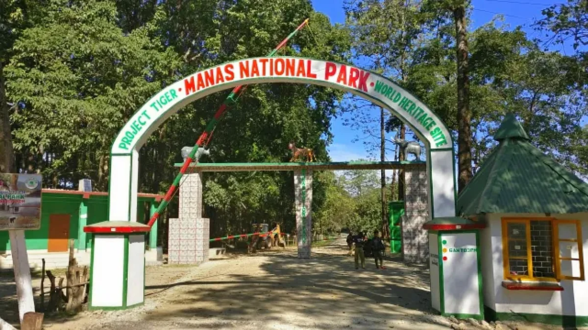 Assam: 10 Pygmy Hogs Released in Manas National Park
