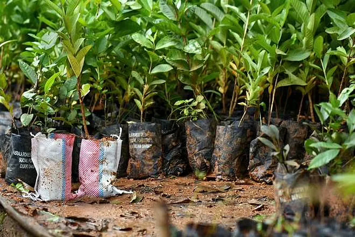 Assam Village Plants One Lakh Saplings On World Environment Day