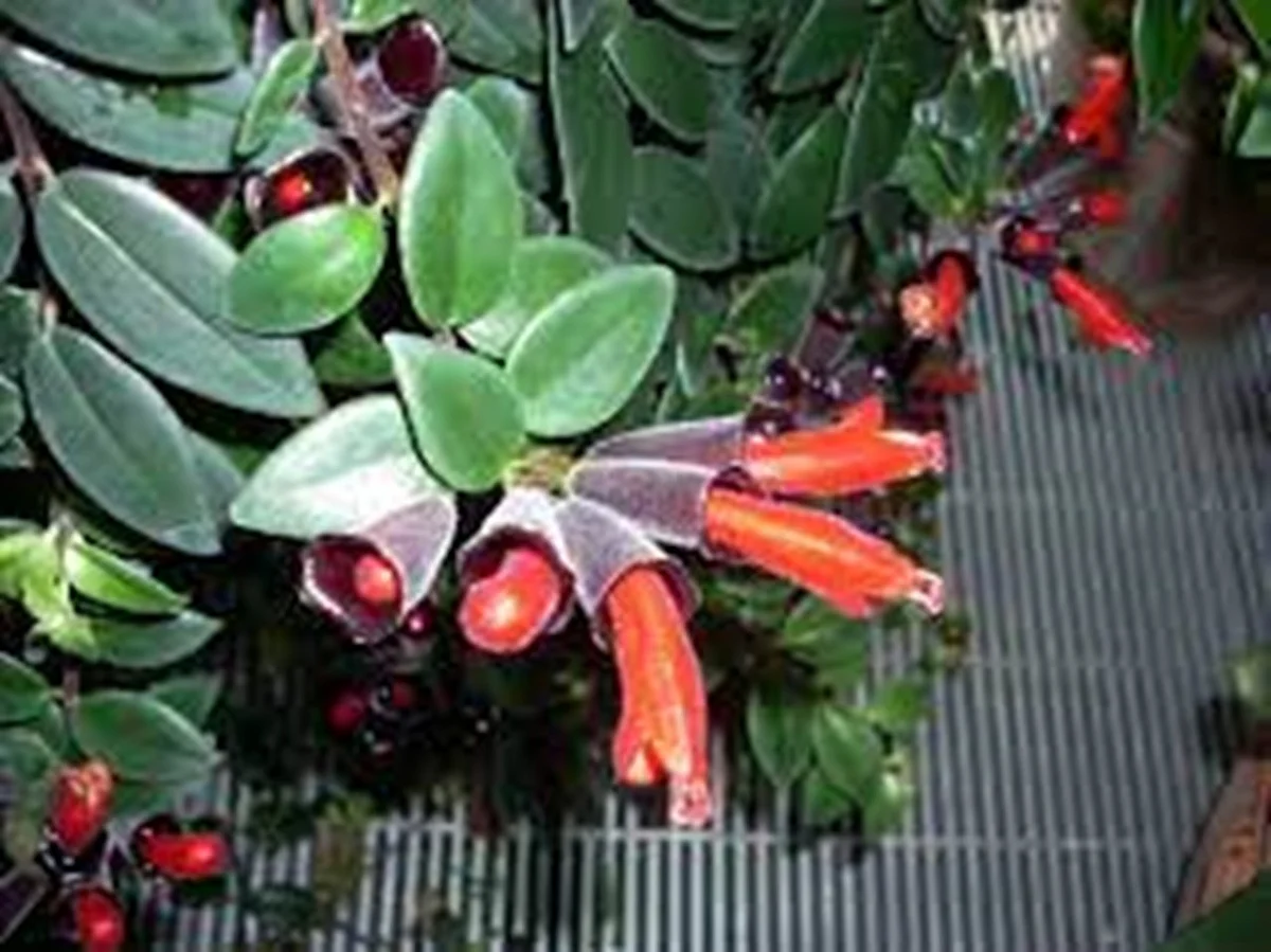 Rare “Lipstick Plant” Rediscovered in Arunachal Pradesh