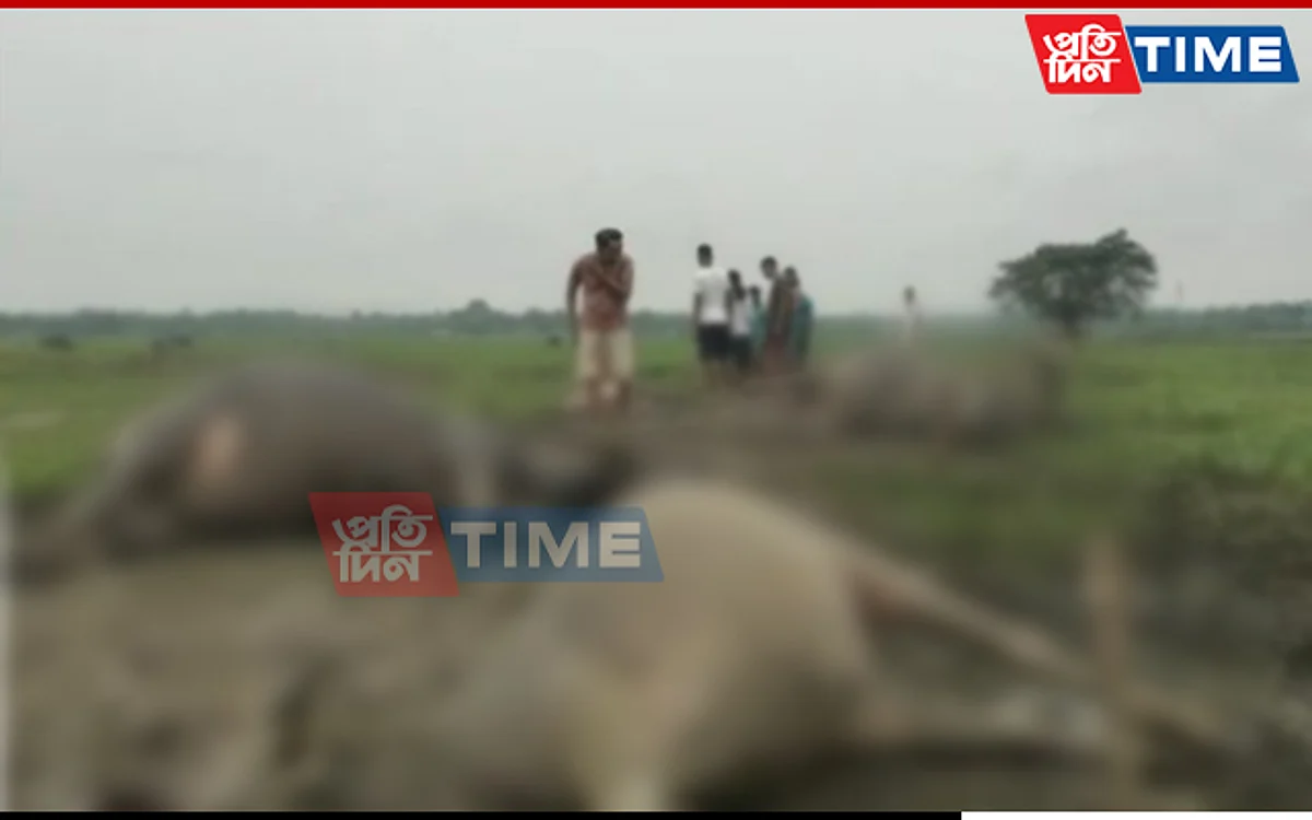 Assam: Four Buffaloes Died from Lightning Strike in Sivasagar
