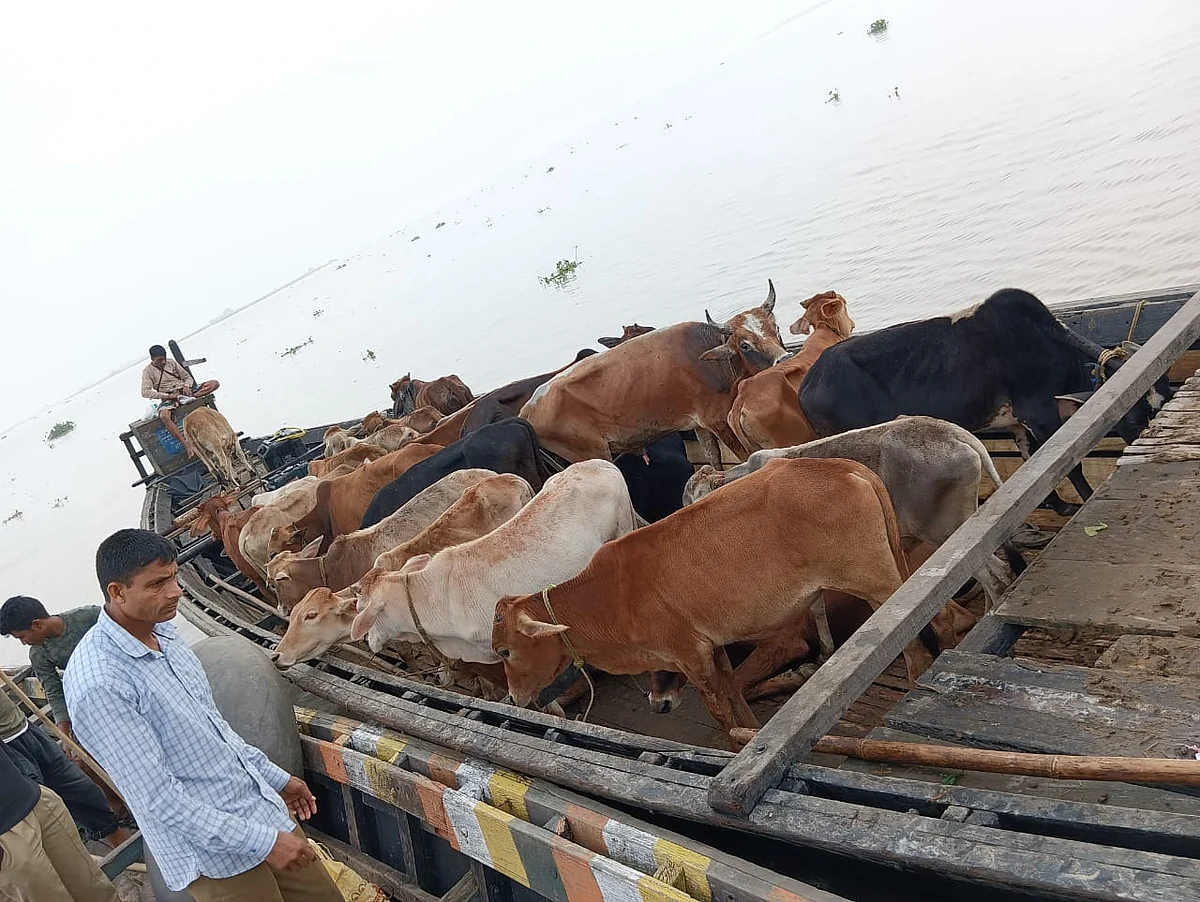 Boat With 27 Cattle Heads Seized In Assam
