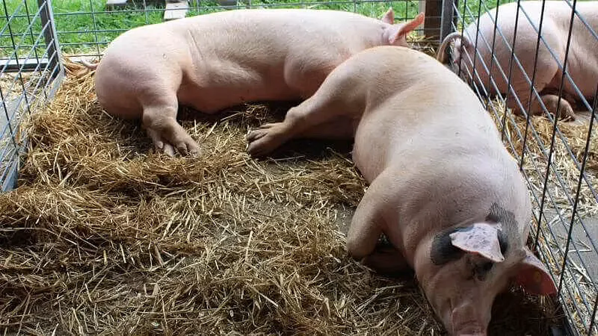 Over 200 pigs in Assam's Sivasagar died of African Swine Fever | FILE