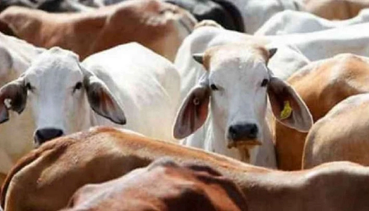 Tripura introduces laws on animal slaughter ahead of Eid | REPRESENTATIVE