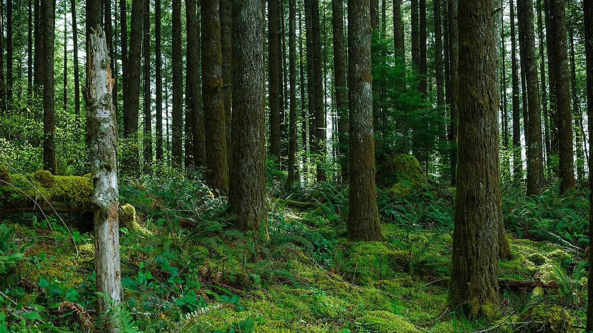 Assam Govt to Focus on Judicious Use of Forest Resources