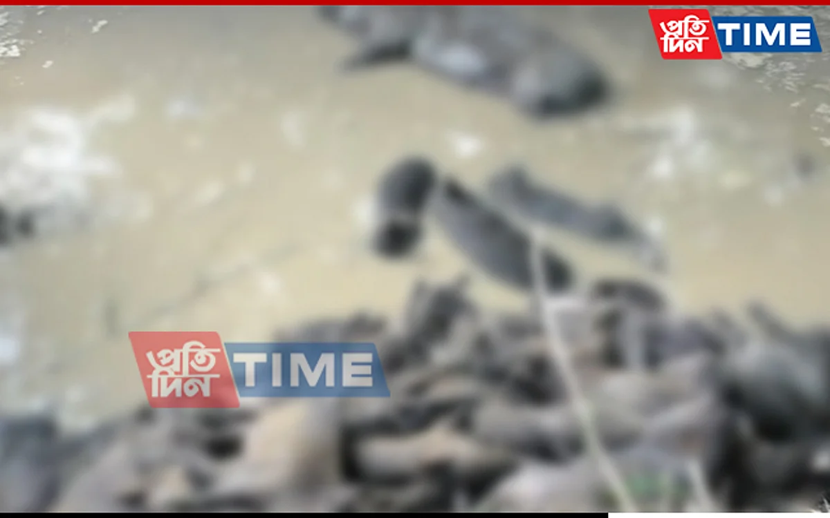 Pigs culled in Mangaldoi in Darrang district of Assam