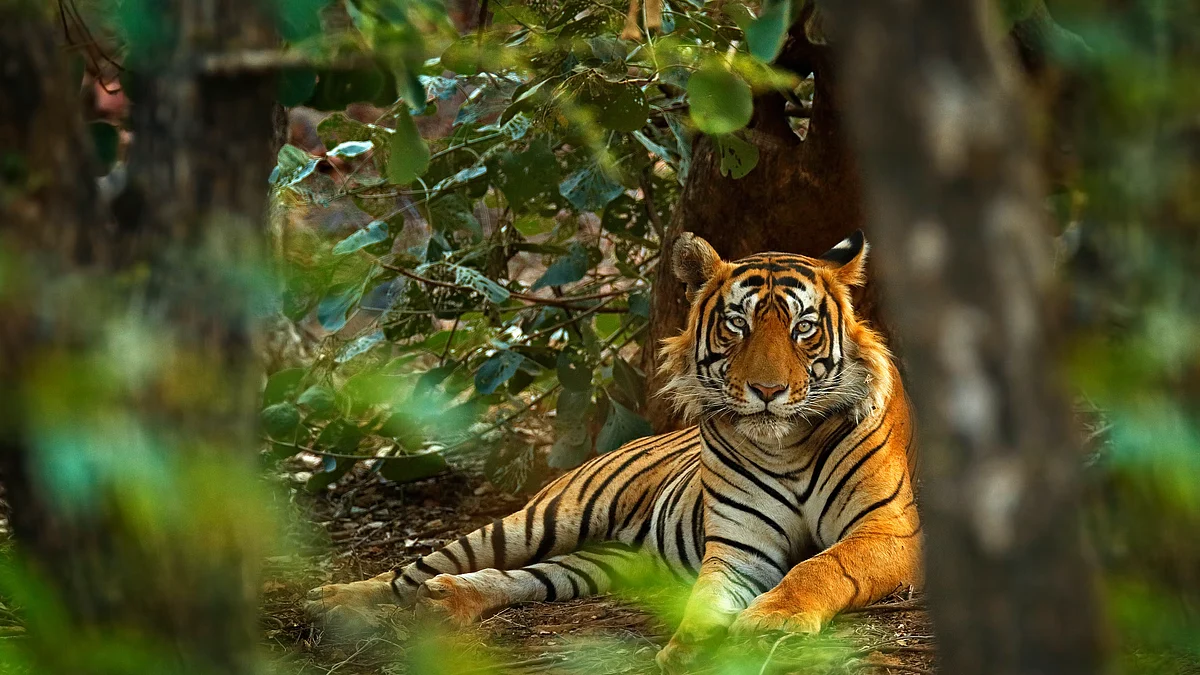 Tiger deaths in India since 2012