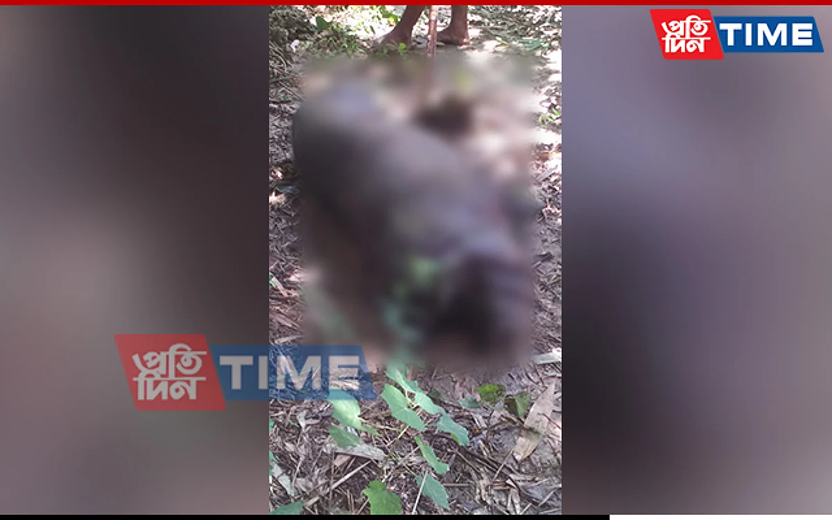 Pigs death in Assam's Golaghat