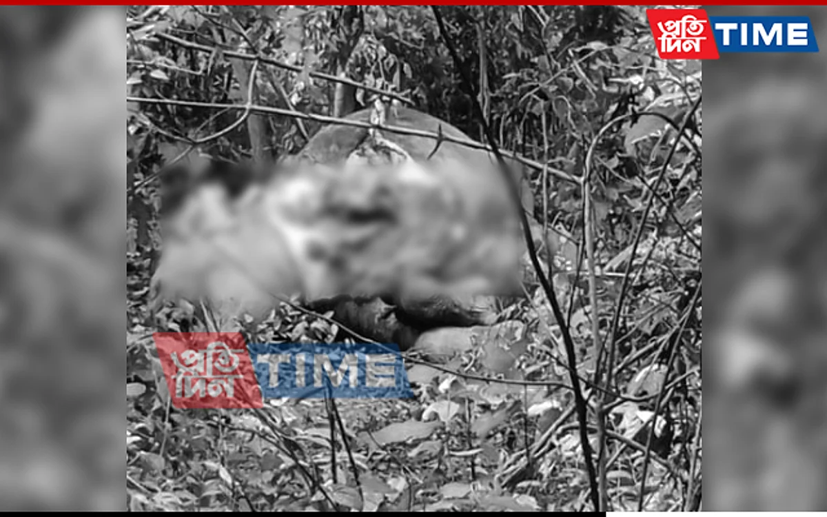 The carcass of an elephant was found at Rani in Guwahati