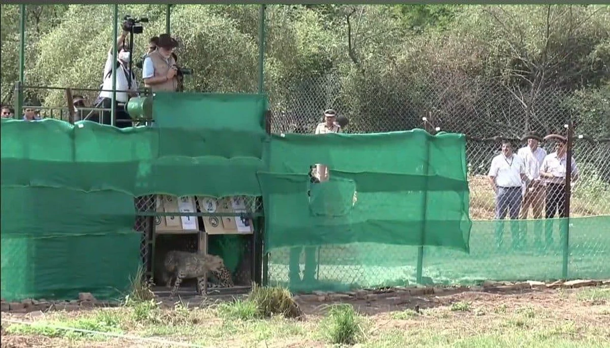 PM Modi Releases 8 Cheetahs Into Kuno National Park In MP