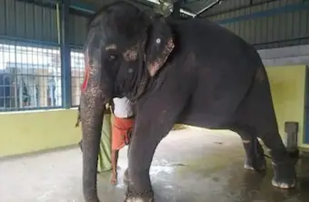 Tortured elephant ‘Joymala’