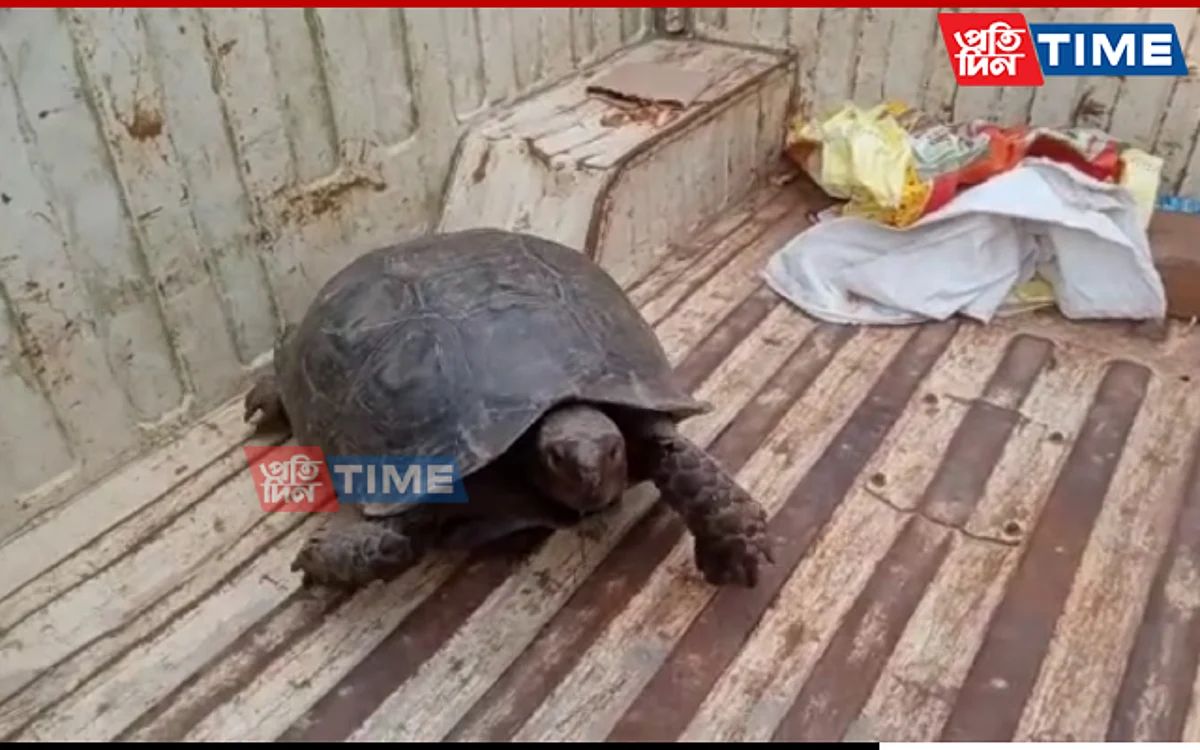 A captive turtle was rescued by police in Guwahati's Borjhar