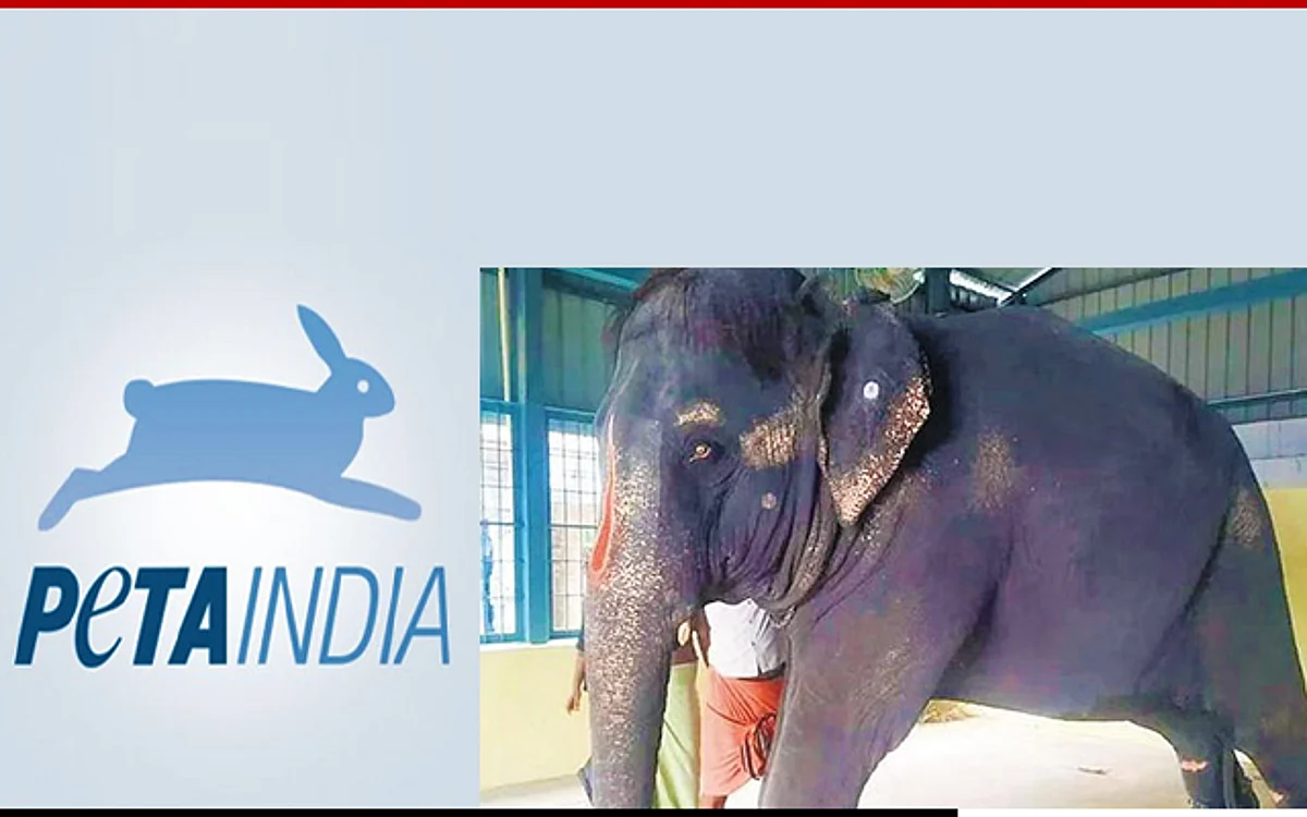 Celebrities Join PETA India to rescue tortured elephant Joymala